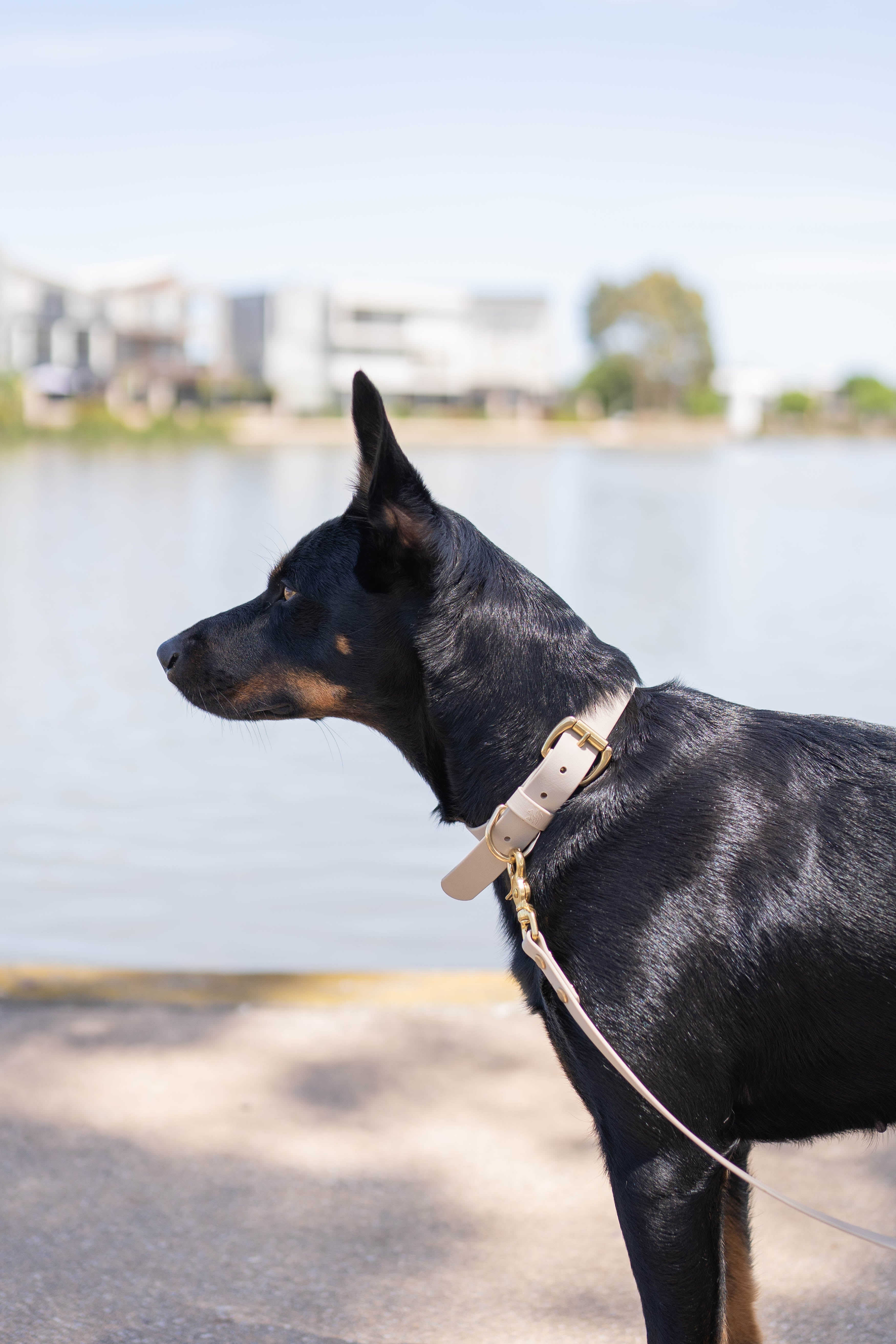 Everyday Dog Collar